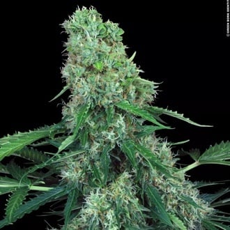 Pandora Auto (Paradise Seeds) feminizada