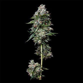 Kosher Kush (DNA Genetics) feminizada