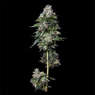 Kosher Kush (DNA Genetics) feminizada