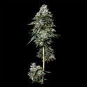Kosher Kush (DNA Genetics) feminizada