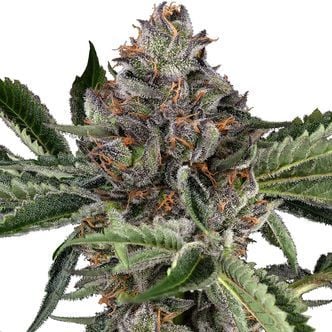 Papaya Jealousy (Sensi Seeds) feminizada