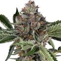 Papaya Jealousy (Sensi Seeds) feminizada