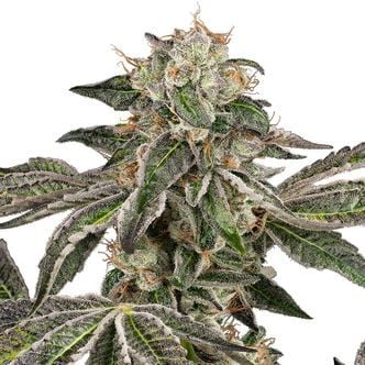 Runtz Automatic (White Label) feminizada