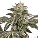 Runtz Automatic (White Label) feminizada