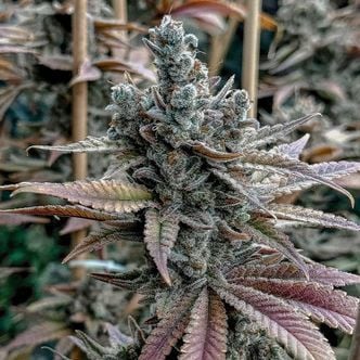 Lemon Elixir (Solfire Gardens) feminizada