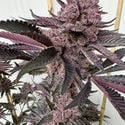 Strawmata (Solfire Gardens) feminizada
