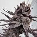 Trap God (Solfire Gardens) feminizada