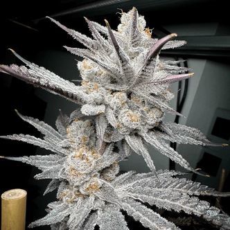 Trich Beast (Solfire Gardens) feminizada