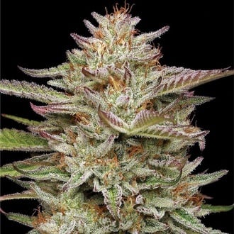 Banana OG (Humboldt Seed Company) feminizada