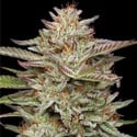 Banana OG (Humboldt Seed Company) feminizada
