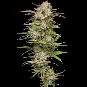 California Haze (Humboldt Seed Company) feminizada