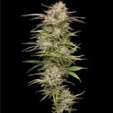 California Haze (Humboldt Seed Company) feminizada