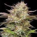 California Haze (Humboldt Seed Company) feminizada