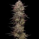 Chicken N' Wafflez (Humboldt Seed Company) feminizada