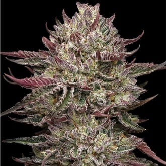 Chicken N' Wafflez (Humboldt Seed Company) feminizada