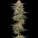 Banana OG Auto (Humboldt Seed Company) feminizada