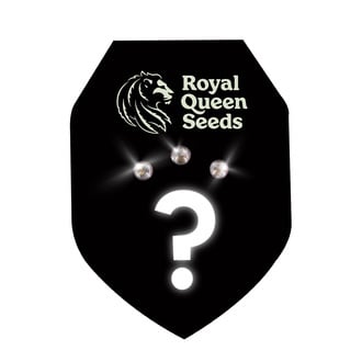 3 semillas autoflorecientes sorpresa (Royal Queen Seeds)