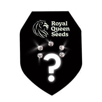 5 semillas autoflorecientes (Royal Queen Seeds)