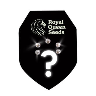 5 semillas autoflorecientes (Royal Queen Seeds)