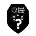 5 semillas autoflorecientes (Royal Queen Seeds)