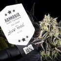 Zoap Rosé (Kannabia) feminizada