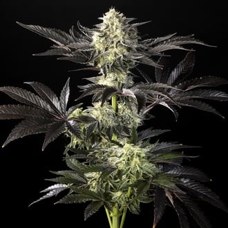 Zoap Rosé (Kannabia) feminizada