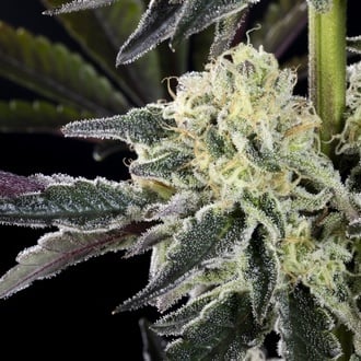 Zoap Rosé (Kannabia) feminizada