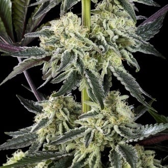 Zoap Rosé (Kannabia) feminizada