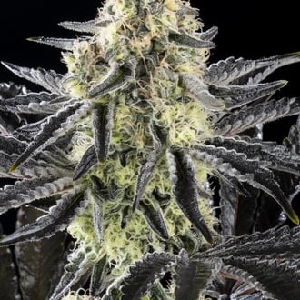 Zoap Rosé (Kannabia) feminizada