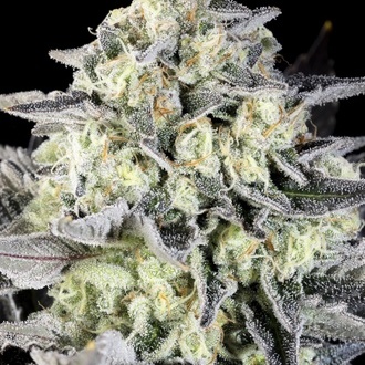 Zoap Rosé (Kannabia) feminizada