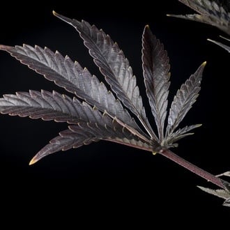 Zoap Rosé (Kannabia) feminizada