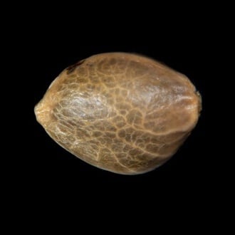 Zoap Rosé (Kannabia) feminizada