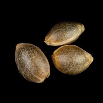 Zoap Rosé (Kannabia) feminizada