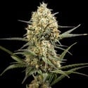 Clementine Slush (Kannabia) feminizada