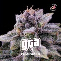 GTA (BSF Seeds) feminizada