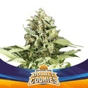 Double Cookies Auto (BSF Seeds) feminizada