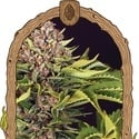 ZZZ... (Exotic Seed) feminizada