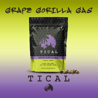 Grape Gorilla Gas (TICAL) feminizada