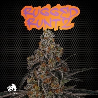 Rugged Runtz (TICAL) feminizada