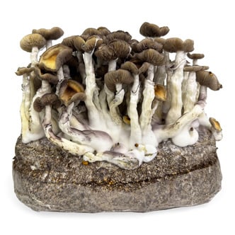 Bolsa de cultivo Ready-2-Grow 'Golden Teacher' de Zamnesia
