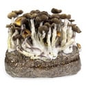 Bolsa de cultivo Ready-2-Grow 'Golden Teacher' de Zamnesia