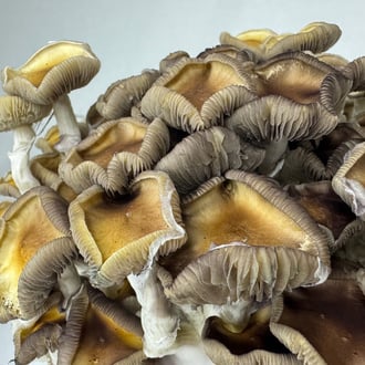 Bolsa de cultivo Ready-2-Grow 'Golden Teacher' de Zamnesia