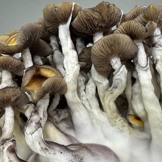 Bolsa de cultivo Ready-2-Grow 'Golden Teacher' de Zamnesia