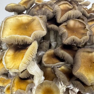 Bolsa de cultivo Ready-2-Grow 'Golden Teacher' de Zamnesia