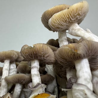 Bolsa de cultivo Ready-2-Grow 'Golden Teacher' de Zamnesia