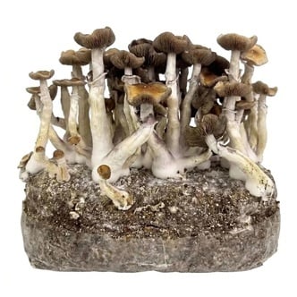 Bolsa de cultivo Ready-2-Grow 'Golden Teacher' de Zamnesia