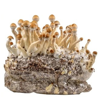Bolsa de cultivo Ready-2-Grow 'Golden Teacher' de Zamnesia