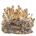 Bolsa de cultivo Ready-2-Grow 'Golden Teacher' de Zamnesia