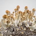 Bolsa de cultivo Ready-2-Grow 'Golden Teacher' de Zamnesia
