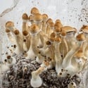 Bolsa de cultivo Ready-2-Grow 'Golden Teacher' de Zamnesia